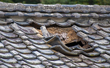 屋根瓦がズレて破損している様子